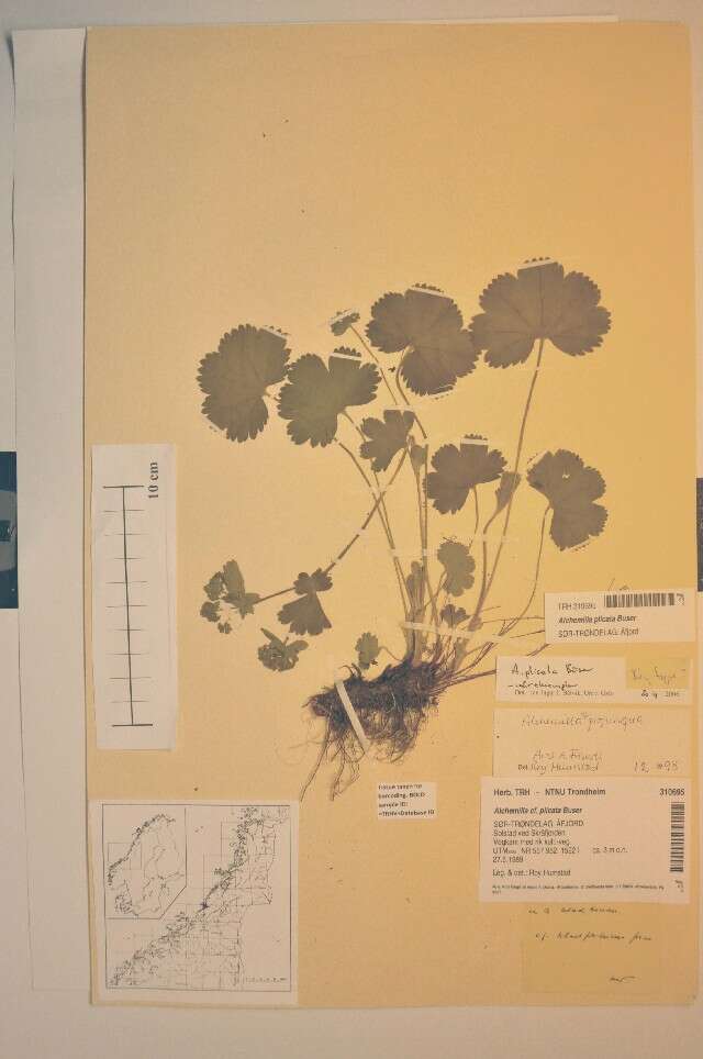 Image of Alchemilla plicata Buser