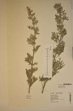 Image of sea wormwood