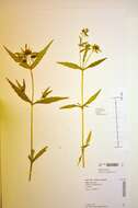 صورة Bidens cernua L.