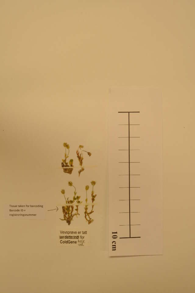 Plancia ëd Arenaria pseudofrigida (Ostenfeld & Dahl) Schischkin & Knorring