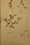 Atriplex nudicaulis Boguslaw的圖片