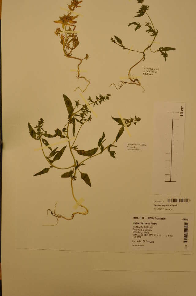 Atriplex nudicaulis Boguslaw的圖片