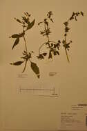 Atriplex nudicaulis Boguslaw的圖片