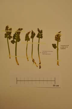 Image of northern moonwort