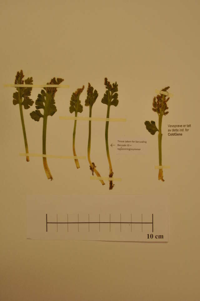 Image of northern moonwort