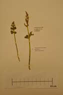 Image of northern moonwort