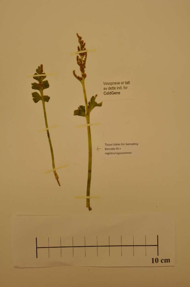 Image of northern moonwort