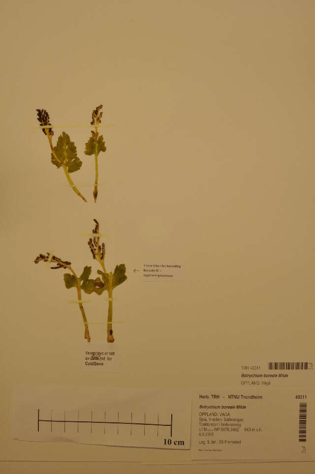 Image of northern moonwort