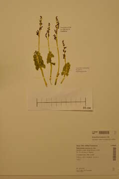 Image of common moonwort