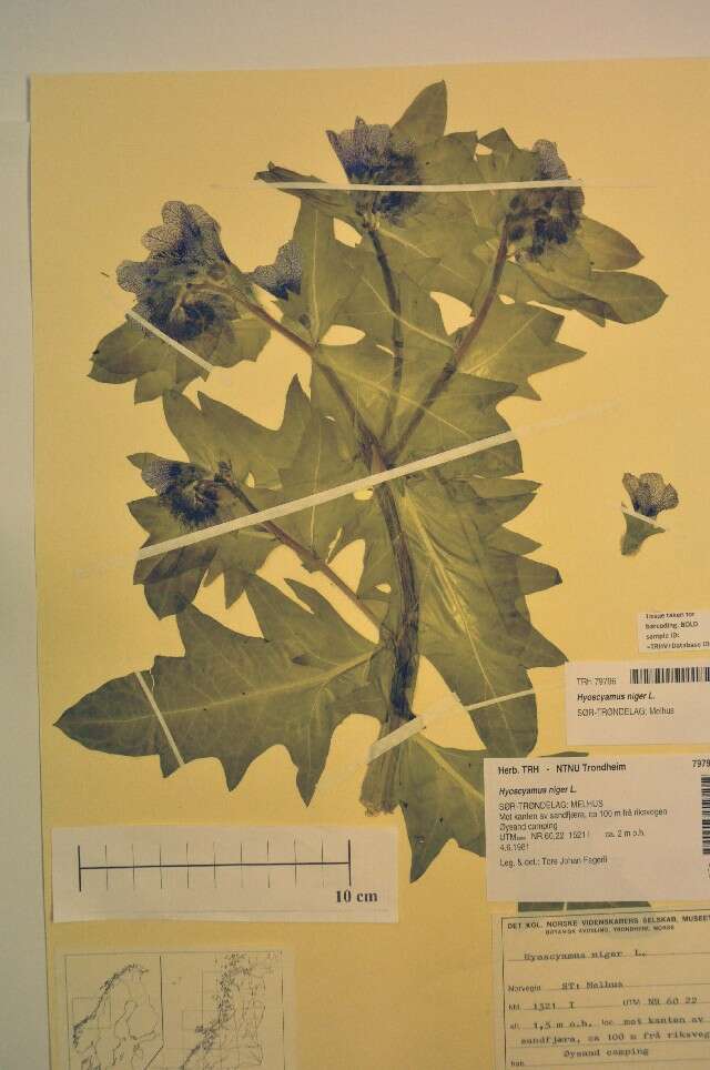 Image of black henbane