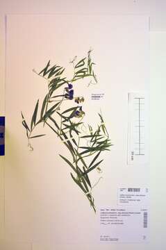 Lathyrus palustris subsp. pilosus resmi