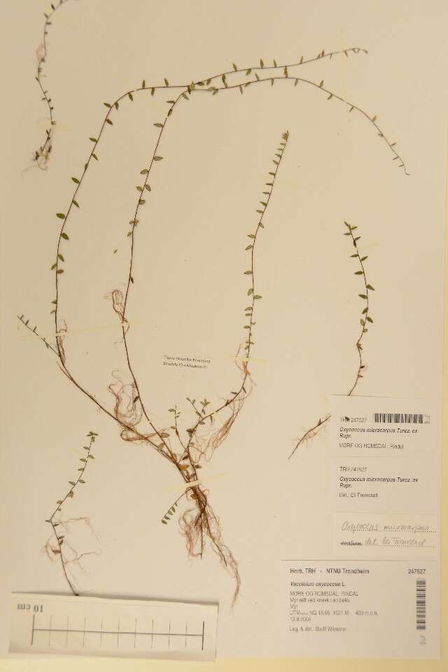 Image of Vaccinium microcarpum (Turcz. ex Rupr.) Schmalh. ex Busch