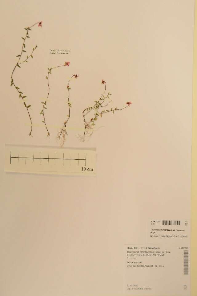 Image of Vaccinium microcarpum (Turcz. ex Rupr.) Schmalh. ex Busch