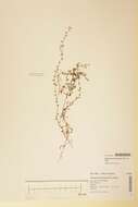 Image of Vaccinium microcarpum (Turcz. ex Rupr.) Schmalh. ex Busch