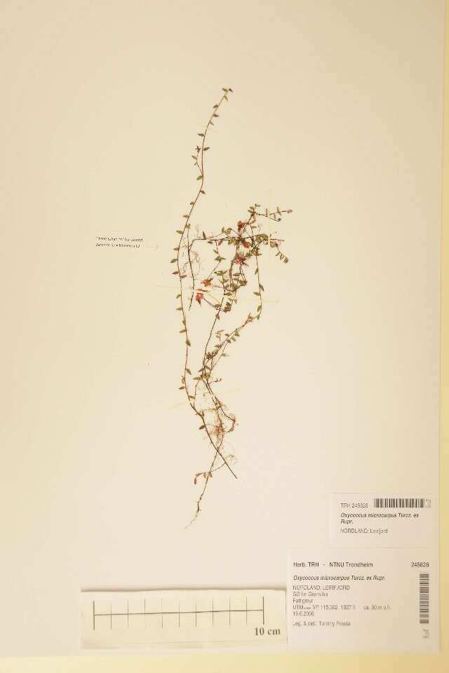 Image of Vaccinium microcarpum (Turcz. ex Rupr.) Schmalh. ex Busch