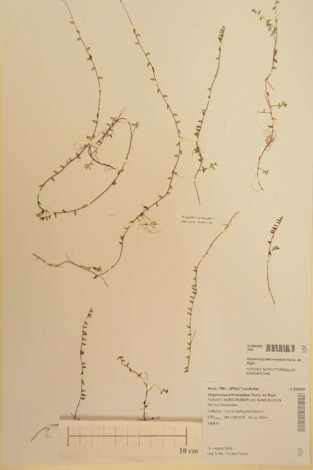 Image of Vaccinium microcarpum (Turcz. ex Rupr.) Schmalh. ex Busch