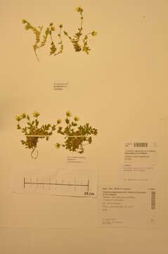 Image of Cerastium nigrescens (H. C. Watson) Edmondston ex H. C. Watson