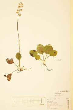 Image of Pyrola media Sw.