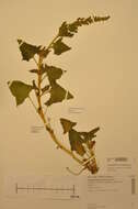 Image of Chenopodium bonus-henricus