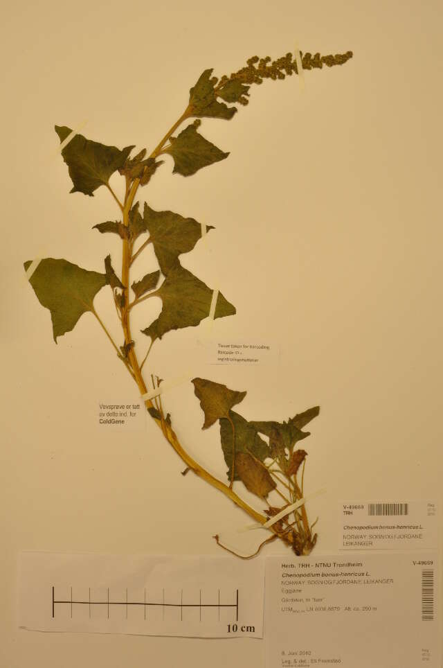 Image of Chenopodium bonus-henricus