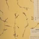 Image of Persicaria foliosa (H. Lindb.) Kitagawa