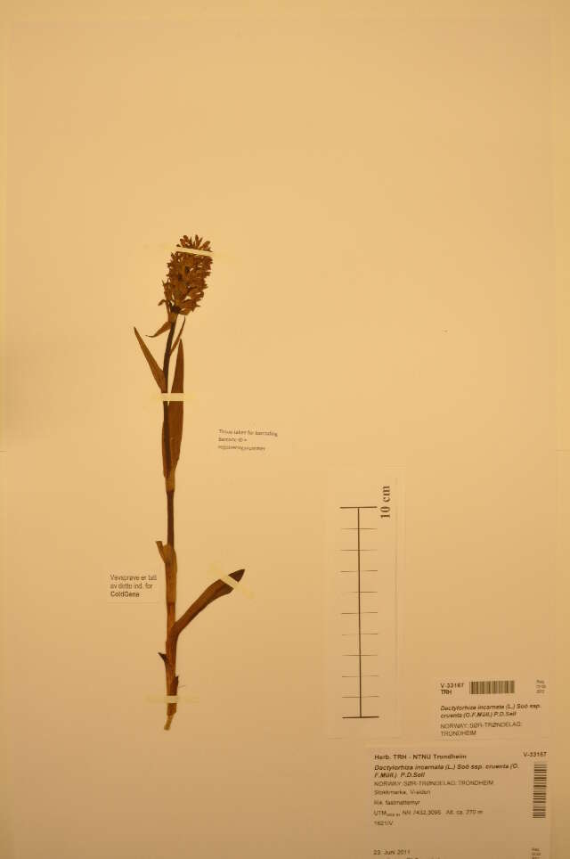 Dactylorhiza incarnata (L.) Soó resmi