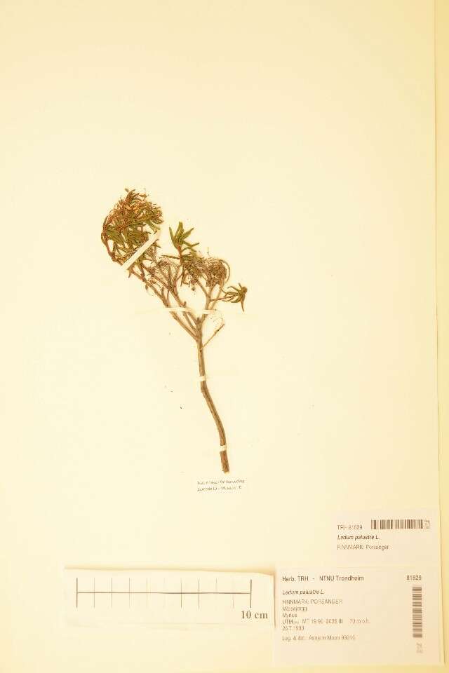 صورة Rhododendron tomentosum (Stokes) Harmaja