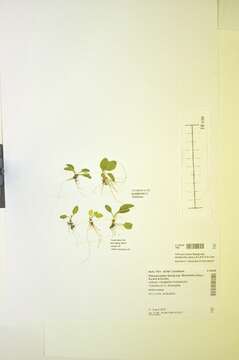 Primula nutans subsp. finmarchia resmi