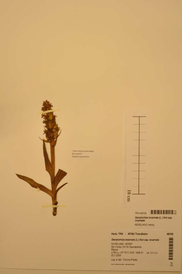 Dactylorhiza incarnata (L.) Soó resmi