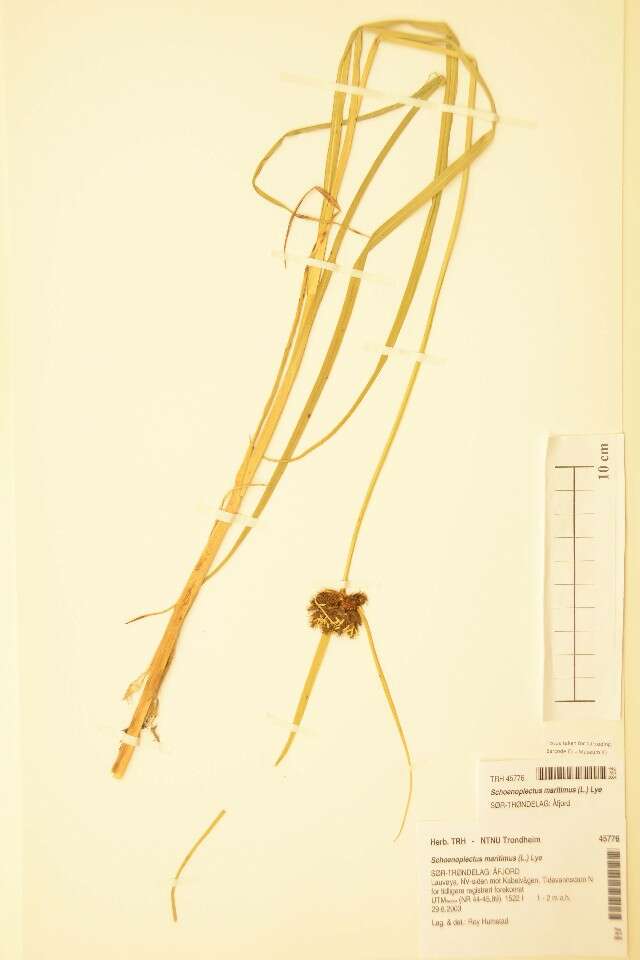 Imagem de Bolboschoenus maritimus (L.) Palla