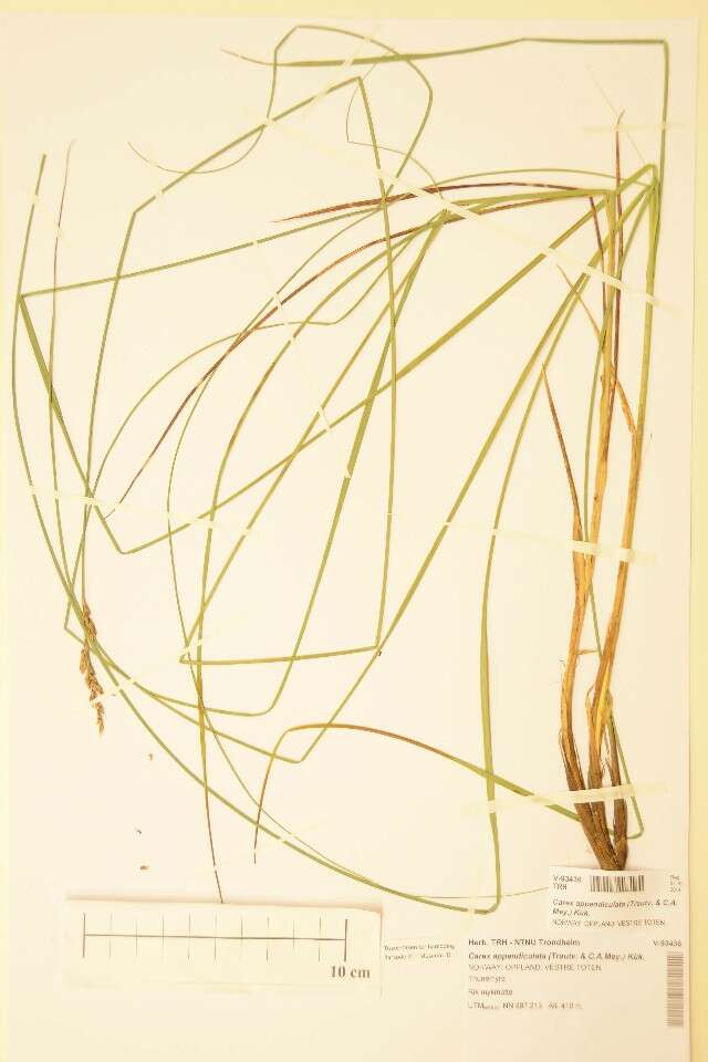 Image of Carex appendiculata (Trautv. & C. A. Mey.) Kük.
