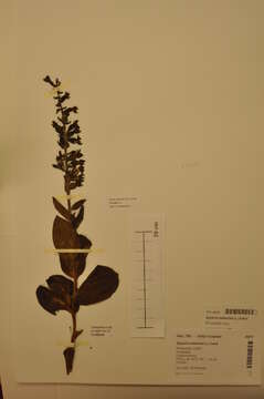 Image of Broad-leaved Helleborine