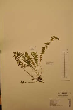 Image of dropwort