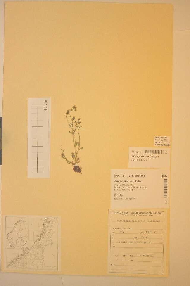 Слика од Saxifraga osloensis Knaben