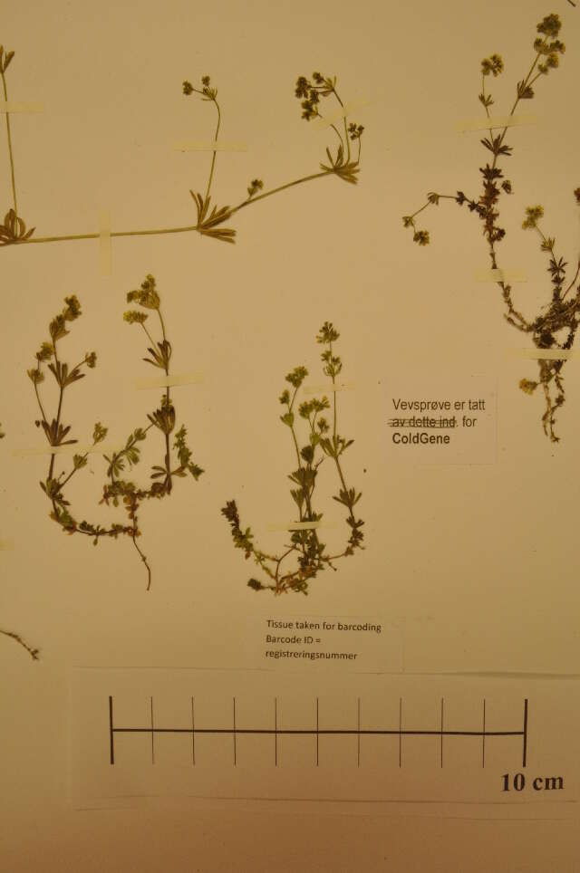 Image of Galium normanii Dahl