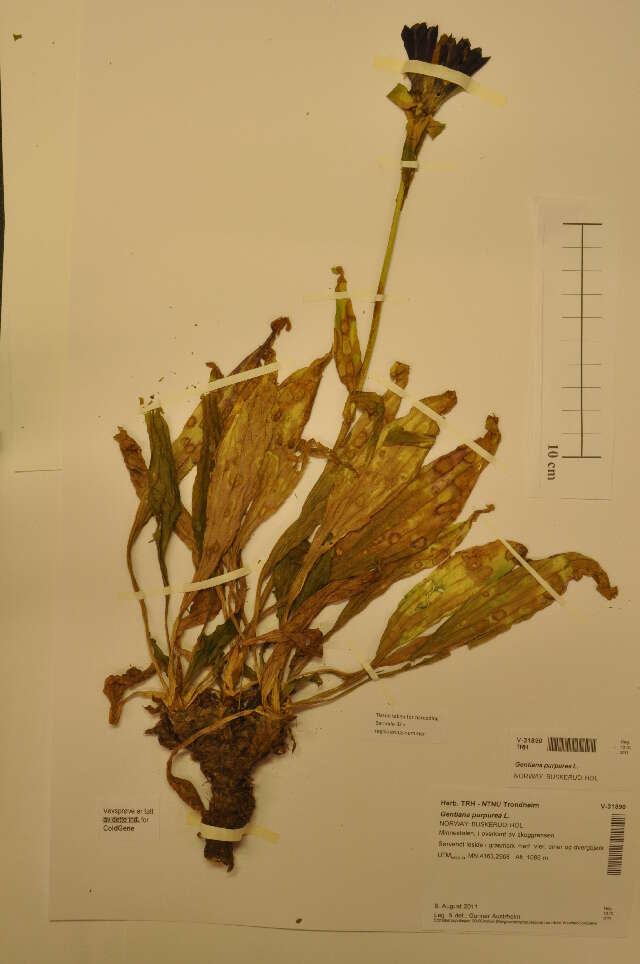 Image of Gentiana purpurea L.