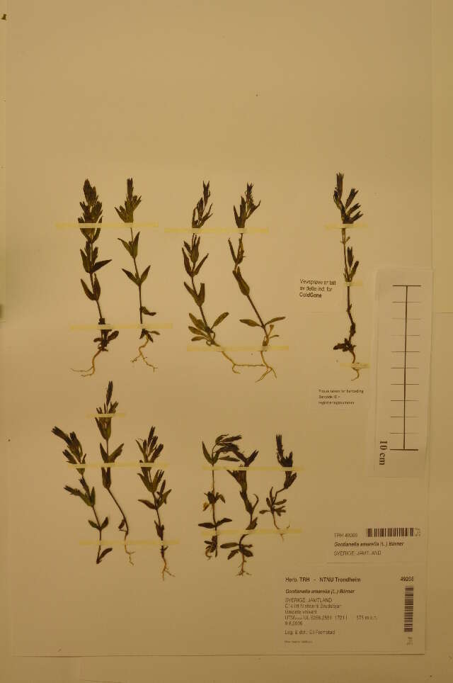 Image of autumn dwarf gentian