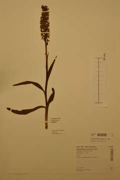 Image of fragrant orchid