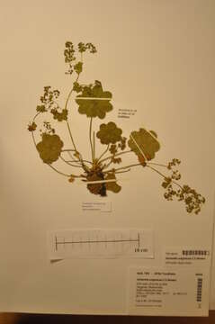 Image of Alchemilla subglobosa C. G. Westerlund