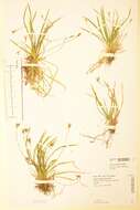 Image of Carex ornithopoda Willd.