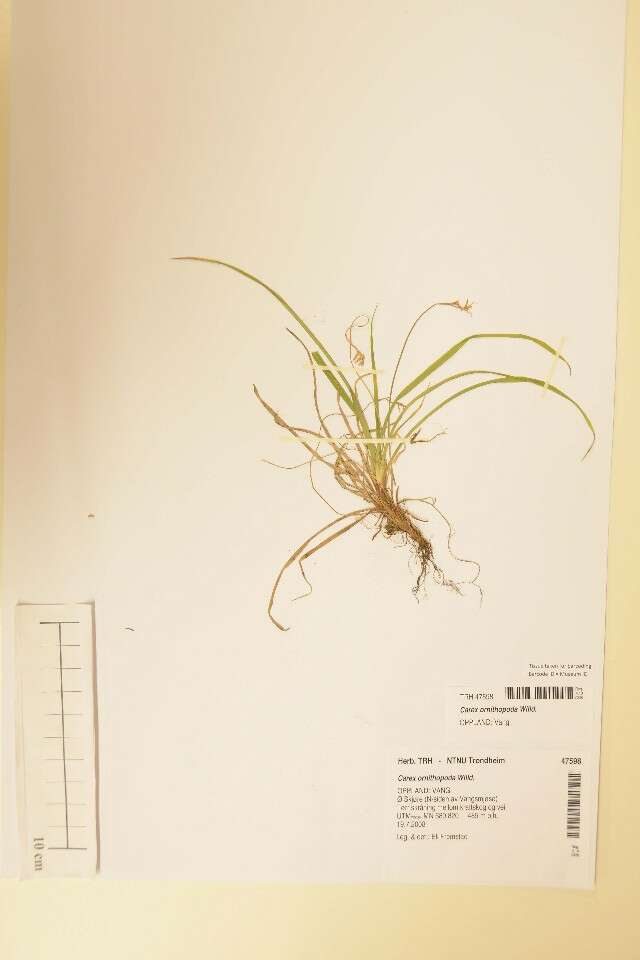 Image of Carex ornithopoda Willd.