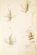 Image of Carex ornithopoda Willd.