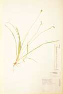 Image of Carex ornithopoda Willd.