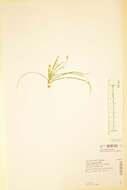 Image of Carex ornithopoda Willd.