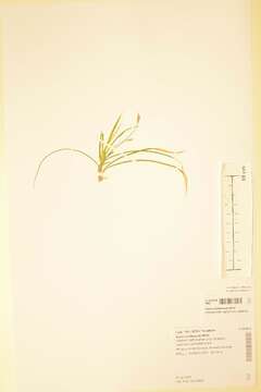 Image of Carex ornithopoda Willd.