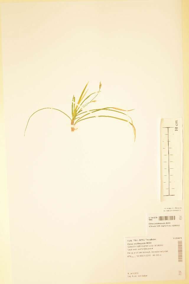 Image of Carex ornithopoda Willd.