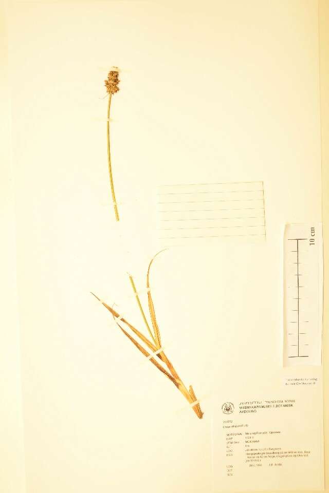 Image of Carex otrubae Podp.
