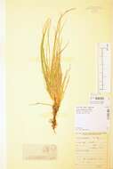 Image of Carex pediformis C. A. Mey.