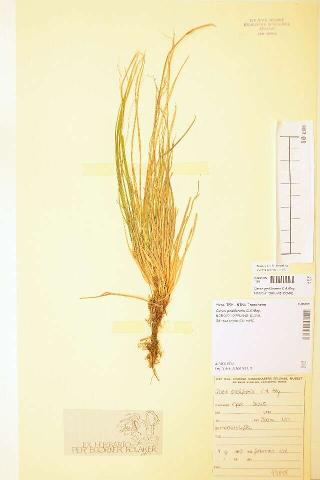 Image of Carex pediformis C. A. Mey.