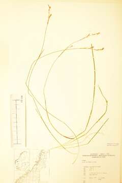 Image of Carex pediformis C. A. Mey.